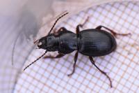 Molops piceus