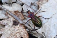 Carabus auronitens