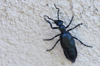 Meloe violaceus