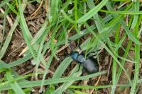 Meloe violaceus