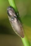 Actenicerus sjaelandicus