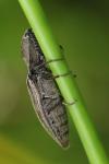Actenicerus sjaelandicus