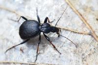 Cychrus attenuatus