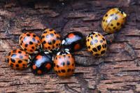 Harmonia axyridis