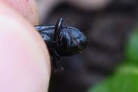 Pterostichus anthracinus