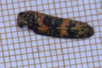 Rhagium sycophanta