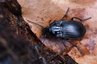 Abax ovalis