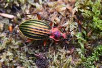 Carabus auronitens