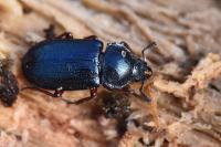 Platycerus caraboides