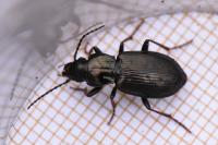 Pterostichus oblongopunctatus