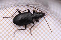 Platynus assimilis