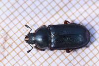 Platycerus caraboides