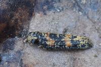 Rhagium sycophanta