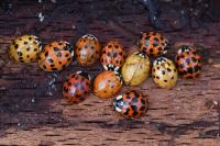 Harmonia axyridis