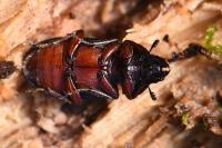 Platycerus caraboides