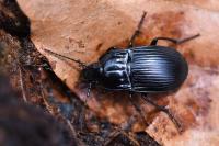 Abax ovalis