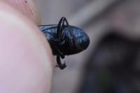 Pterostichus anthracinus