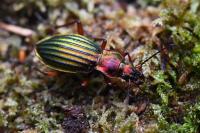 Carabus auronitens