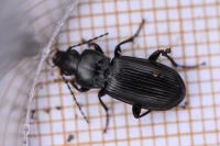 Pterostichus anthracinus
