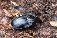 Abax ovalis