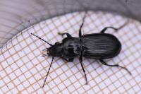 Pterostichus anthracinus