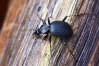 Cychrus attenuatus
