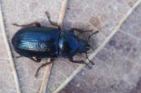 Platycerus caraboides