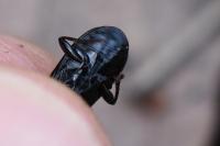 Pterostichus anthracinus