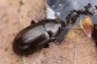 Nalassus laevioctostriatus