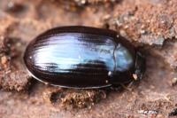 Platydema violacea