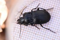 Abax ovalis