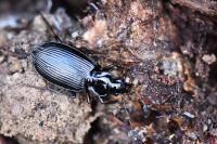 Platynus assimilis