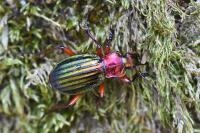 Carabus auronitens