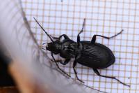 Pterostichus oblongopunctatus