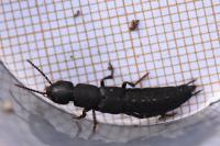 Ocypus aethiops