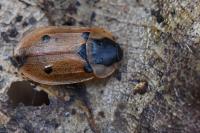 Dendroxena quadrimaculata