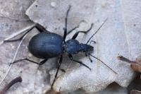 Cychrus caraboides