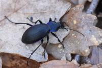 Carabus violaceus
