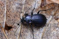 Carabus arvensis