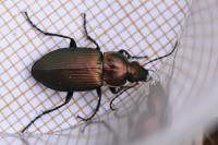Poecilus cupreus