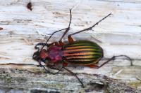 Carabus auronitens