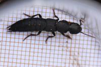Ocypus aethiops