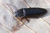 Melanotus villosus