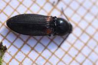 Calambus bipustulatus