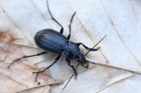 Carabus arvensis