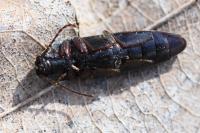Melanotus villosus