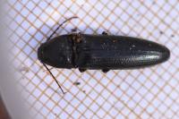 Melanotus villosus
