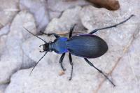 Carabus violaceus