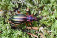 Carabus auronitens