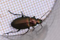 Poecilus cupreus